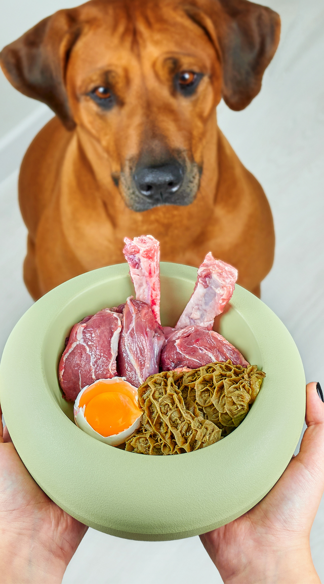 Confidence Through Nutrition: The Role of Diet in Your Pet's Self-Esteem